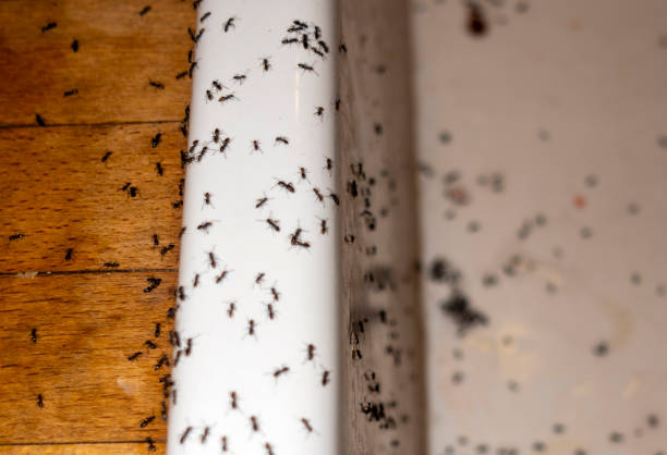 Pest Control Cost in New Ellenton, SC
