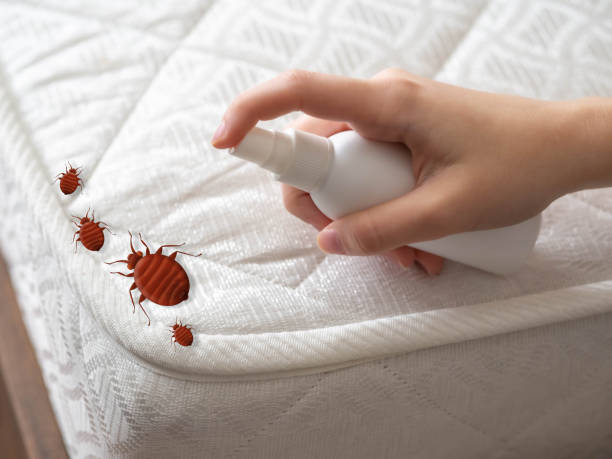 Best Affordable Pest Control Services  in New Ellenton, SC