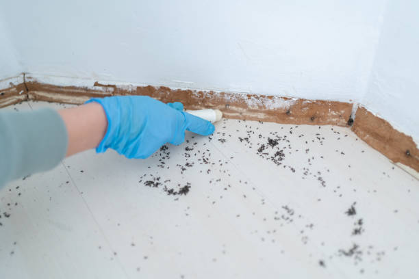 Best Rat Extermination Near Me  in New Ellenton, SC